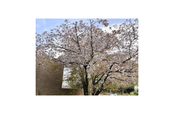 大阪公立大の構内で開花したヤマザクラ＝3月、堺市（青野靖之准教授提供）