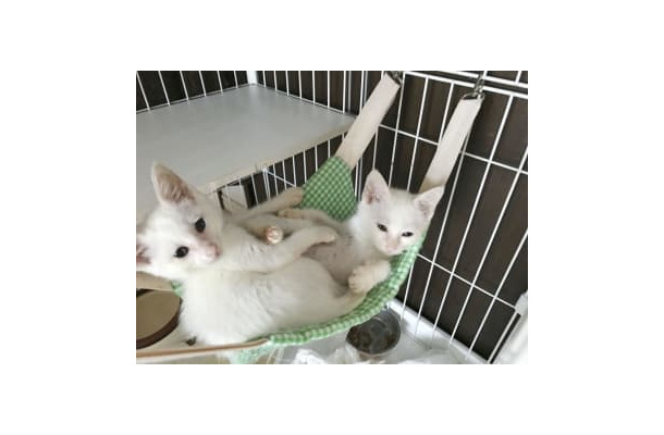 日本動物虐待防止協会が運営するカフェの保護猫＝2020年7月、横浜市（同協会提供）