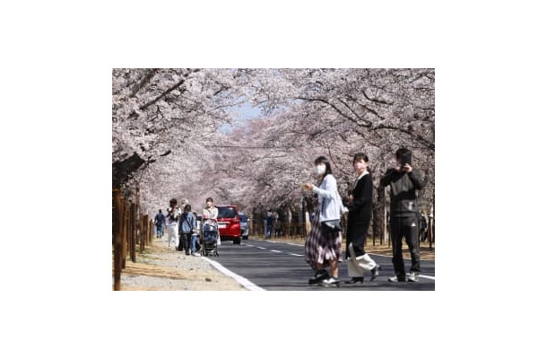避難指示解除に向け、通行規制が緩和された通りで桜を楽しむ人たち。「桜のトンネル」全域への立ち入りが可能となった＝9日午後、福島県富岡町