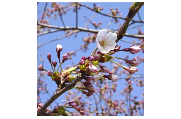 北海道松前町で開花したソメイヨシノ＝21日午前（同町提供）