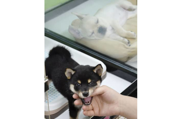 ペットショップに並ぶ子犬＝2019年、東京都内