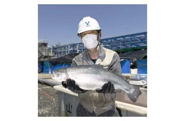 液化天然ガスで冷却された海水を使い、陸上で養殖された「トラウトサーモン」＝2日午後、愛知県知多市