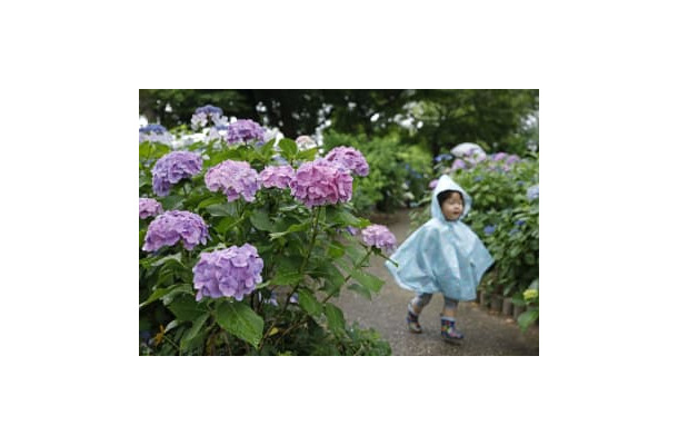 東海地方が梅雨入りしたとみられる14日、アジサイが咲く公園の中を走り回る子ども＝愛知県稲沢市
