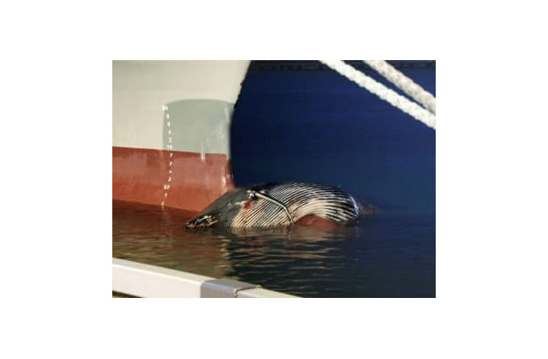 大型貨物船の船首部分に載るクジラの死骸＝23日夜、清水港（清水海上保安部提供）