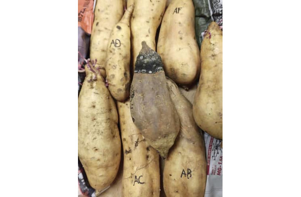 基腐病に感染したサツマイモ（中央、鹿児島県農産園芸課提供）