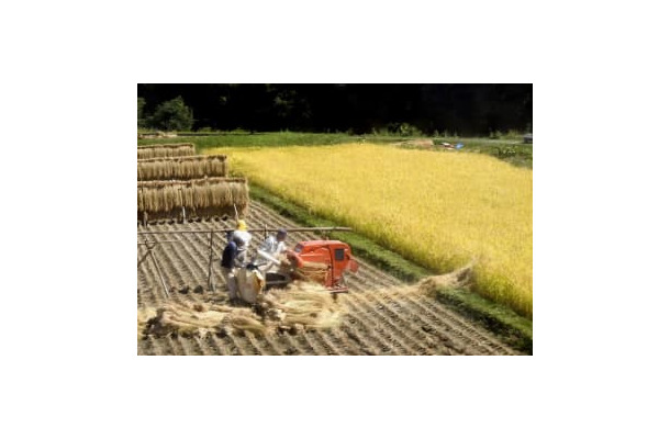 稲刈りの様子＝2017年、長野県内