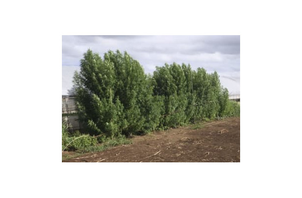 容疑者が技能実習生として働いていた畑で栽培したとみられる大麻草＝茨城県鉾田市（同県警提供）