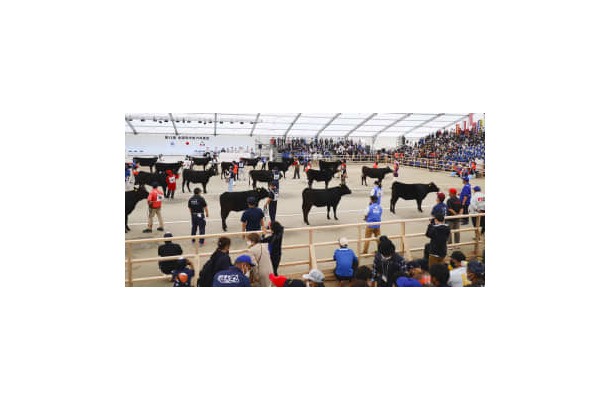 全国和牛能力共進会で審査を受ける各地の牛＝9日午前、鹿児島県霧島市