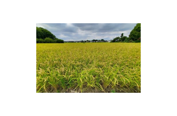 水田で実った稲穂＝9月3日、埼玉県伊奈町