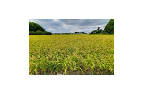 収穫を待つ稲＝9月、埼玉県内
