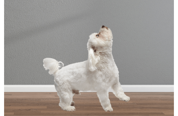 飼い主の鼻歌に”遠吠え”する愛犬　鼻歌をやめるとまさかの様子に…「パパだってばー」