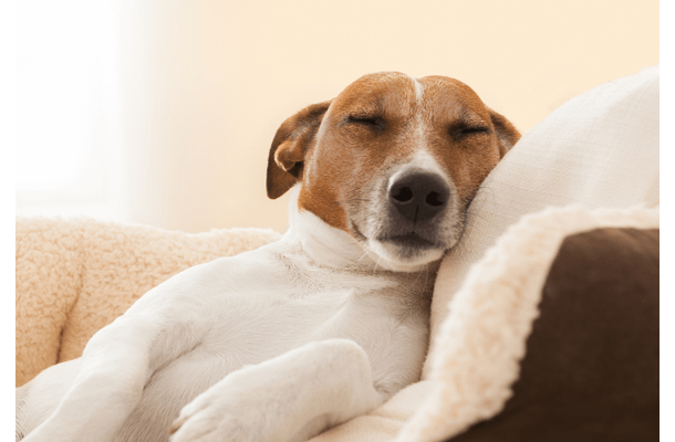 捨て犬を迎え入れた家族　ある日、学校から帰宅すると…まさかの姿に「ありがとう」