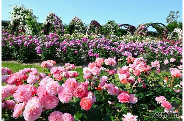 万博記念公園 春のローズフェスタ（イメージ）