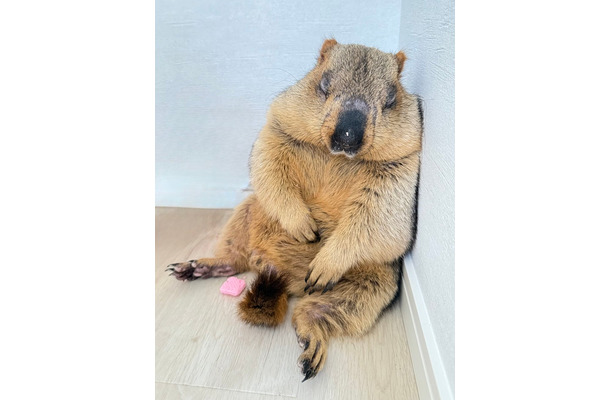 寝落ちするヒマラヤマーモット／マーモット村／提供画像