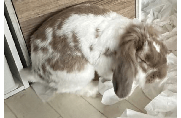 飼い主を待つ耳垂れうさぎ　帰宅すると部屋の光景に…「言葉が出ない」「笑った」