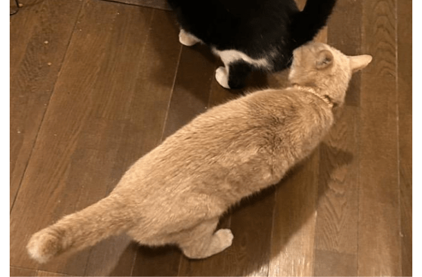 食事中の兄猫のお尻を嗅ぐ妹猫　しかし、よく見ると「ご飯の匂いかな」「繋がるかも」