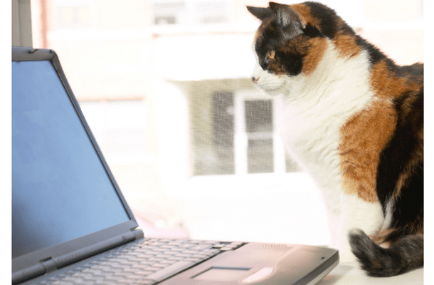 リモート会議中の飼い主　上司が重要な話をした瞬間→愛猫の”まさかな行動”に「主役を奪うとは…」「笑った」