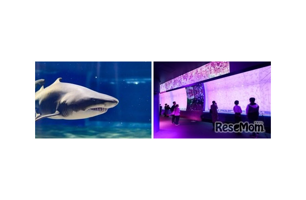 大洗水族館（イメージ）