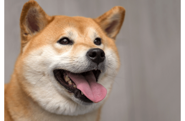 ペットハウスに喜ぶ柴犬　中で暴れていると勢い余り…「笑いが止まらない」