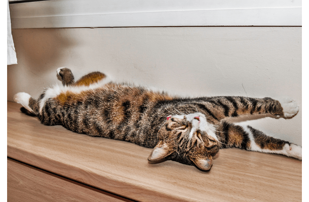 日向ぼっこをする愛猫。予想外な事が起きるも”冷静で”…「愛おしい」「かわいい」