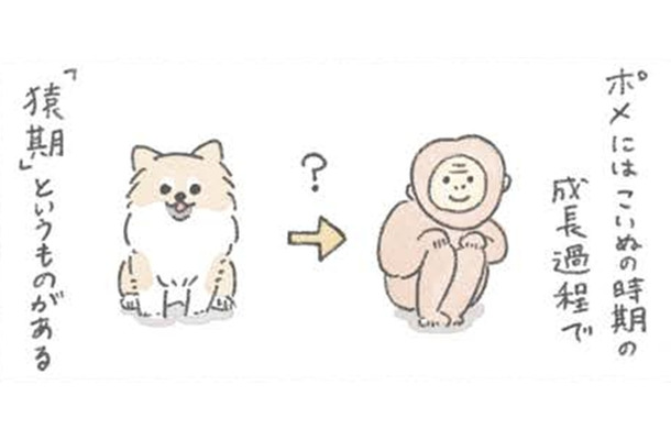 ポメラニアンは成長中の換毛期に「サル」のようになる…?! でもかわいさは今も昔も変わらない【うちのむっくはいつも楽しそう #８ 】