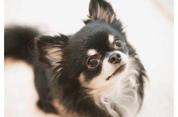 白黒のチワワを飼う家族　成長していくうちに→まさかの変化に「驚いた」「今では笑い話」