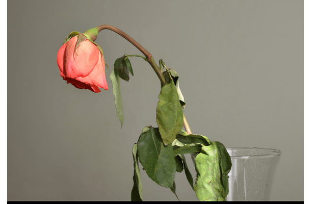 瀕死状態だった薔薇の苗　2年後の姿に…「満開の美しい花」「植物は本当に強い」