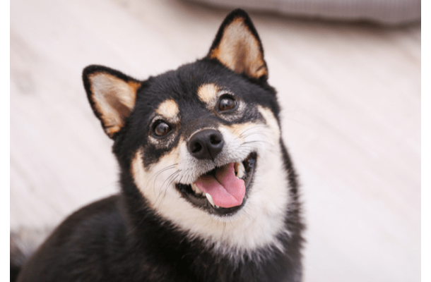 イタズラを□ろうとする飼い主　次の瞬間…→柴犬のポーズに「完全に現行犯」「怒る気失せた」