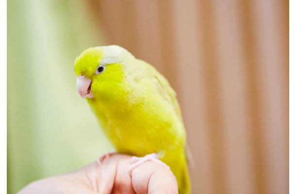 好奇心旺盛なインコ　帰宅すると”まさかの物”をくわえ…→「やってくれたなぁ！」「笑った」