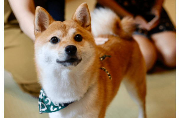 敏感すぎる柴犬…禁句の”おふろ”を言い換えたら⇒まさかの状態に「思わず笑った」