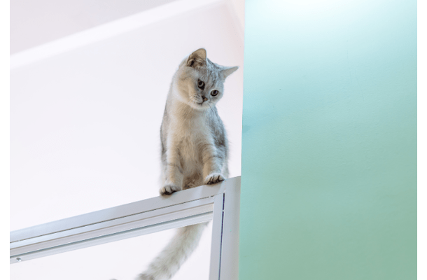 登るのが好きな愛猫　しかし”まさかの場所”に乗ってしまい⇒「ありがたい雰囲気」「思わず笑った」