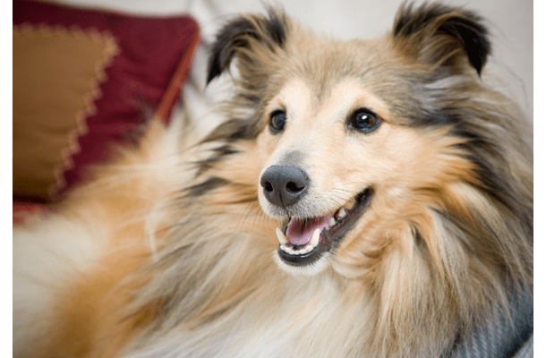 家に入れなくなった家族…「鍵を開けて」と犬に声をかけると⇒愛犬の”予想外の行動”に「笑った」「天才」
