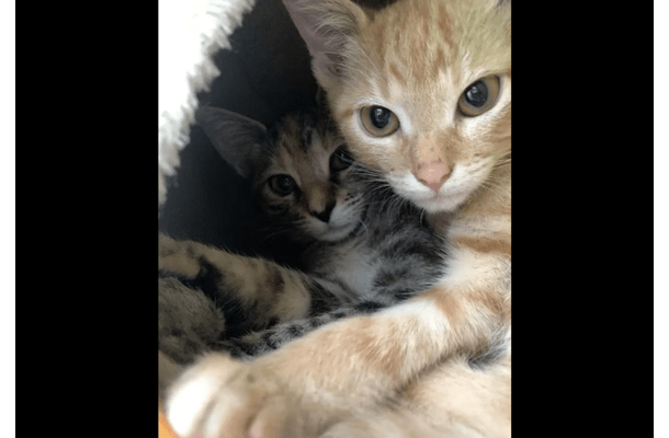 動物病院で…「鍵をかけたはずなのに！」愛猫の”まさかの行動”で⇒獣医「この子たちは頭がいい」