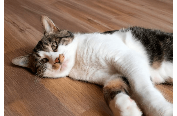 お腹が腫れている猫…慌てて病院へ行くと→獣医の“衝撃の一言”に「笑った」