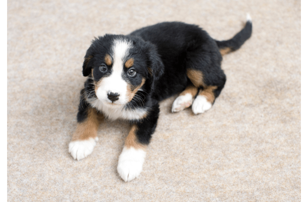 家に迎えたばかりの子犬…「クゥン」と鳴くので様子を見ると→予想外の姿に「心配しすぎやった」「思わず笑った」
