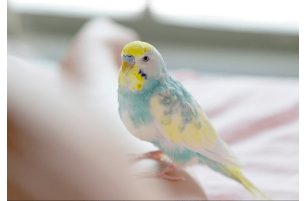 おしゃべりが上手なインコ　飼い主の腕に噛みつくと⇒インコの”まさかの一言”に「家族みんな大笑い」