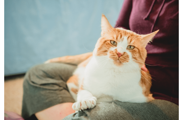 80代の祖父が大好きな4歳の孫 祖父の膝で眠る猫を見ると⇒孫の“まねっこ行動”に「ほっこり」