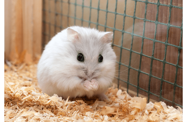 実家で飼うハムスター 巣箱にコーンチップ入れると…→ハムスターの”まさかの行動”に「そんなに!」「家族全員大笑い」