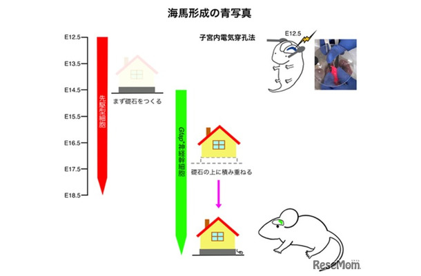 海馬形成の青写真