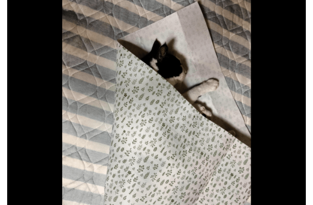 保護猫を飼う飼い主 猫がゴロゴロしていると⇒まさかの状態に「猫クレープ」「自分で包まった」
