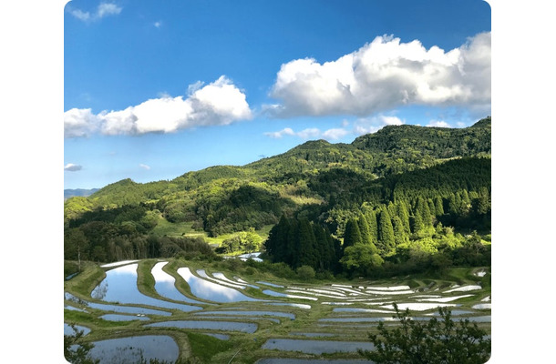 鴨川の大山千枚田（提供写真）