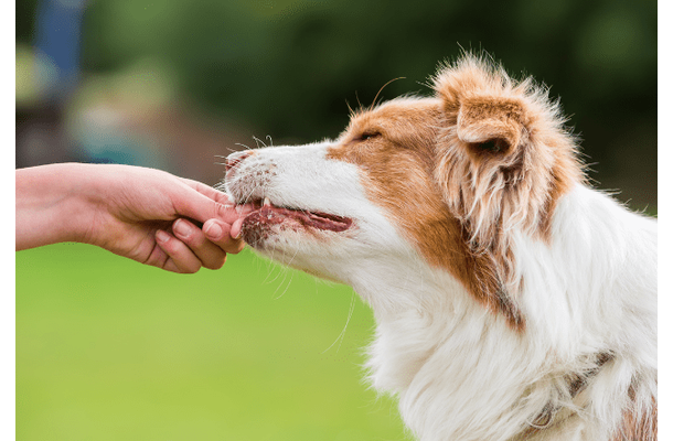 頭がよすぎる愛犬…家族がおやつをあげようとすると⇒まさかの先周りに「もしかしてAIなの？」