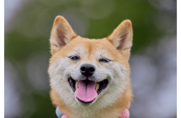 玄関で大はしゃぎする友達の犬　すると、足元にきて⇒まさかの行動に「えー！」「切り替えが激しい」