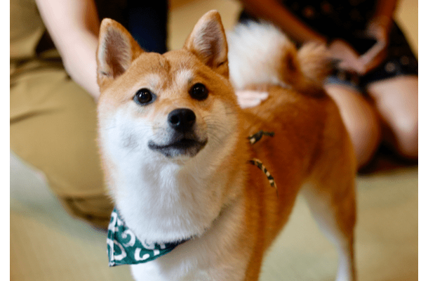 リビングで…3歳の柴犬が警戒態勢に！？視線の先を見ると⇒「思わず吹き出した」