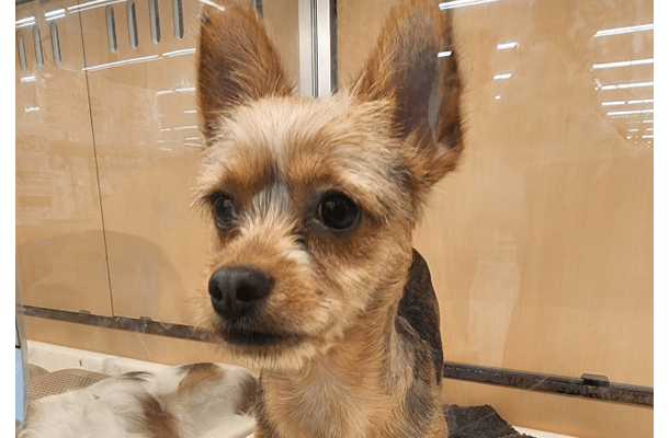 「おじさんみたい」8ヶ月売れ残りの犬　我が家に迎え入れると…⇒見違えるほど健康的な姿に「可愛くなった」