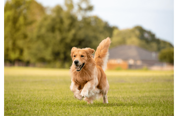 愛犬と散歩中…近所のお寺で池を発見⇒愛犬の”まさかの勘違い”で「思わず爆笑」