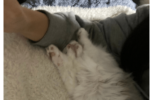 大人しい性格の子猫 保護してから1週間が経つと⇒まさかのポーズに「おっさんみたい」