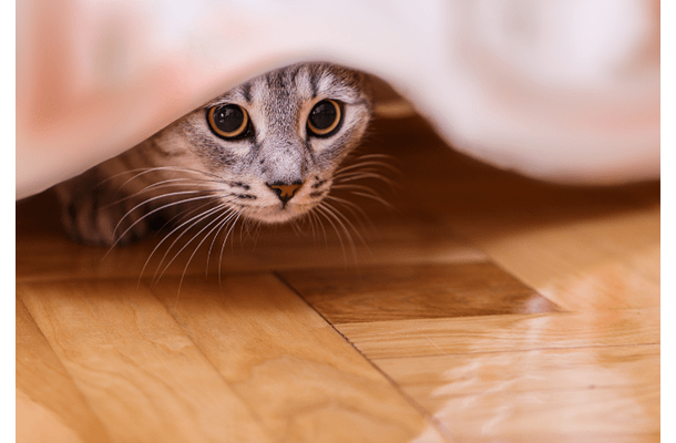 家の中から突然消えた猫　飼い主「どこいったの？」⇒ようやく”発見した場所”に「そりゃ分からん」