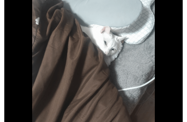 部屋からいなくなった猫　ベッドに入ろうとした瞬間⇒「同化しすぎ」まさかの場所に驚き！