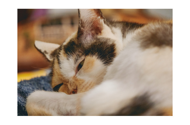 世界は優しさで溢れている！ 外猫だったミケちゃんを治療室内に迎え入れるまで【続 ミケちゃんとやすらぎさん #３】